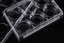 Glass Bottom Cell Culture Dish,Φ 15mm,TC, sterile 10/pk, 200/cs