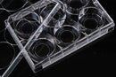 Glass Bottom Cell Culture Dish,Φ 20mm,TC, sterile 10/pk, 200/cs